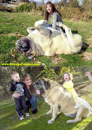 hercules the giant dog