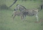 Africam1.jpg