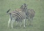 Africam2.jpg