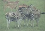 Africam3.jpg