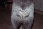 Butt2_4364.jpg