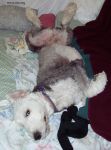 Dog-Hogging-Bed_4174.jpg