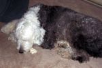 MulliganAndNylaBone_4041.jpg
