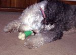 MulliganNylaBone_4042.jpg