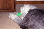 MulliganNylaBone_4043.jpg
