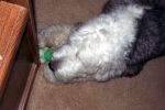 MulliganNylaBone_4045.jpg