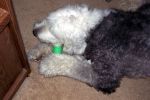 MulliganNylaBone_4046.jpg