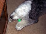 MulliganNylaBone_4047.jpg