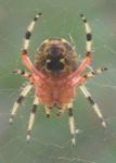 OfficeSpiderBelly_1122.jpg
