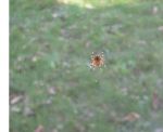 OfficeSpiderWebPattern_1123 .jpg