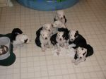 Puppy herd.JPG