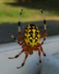 SpiderCropped_0745.jpg