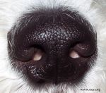 The-Big-Black-Nose_4205.jpg