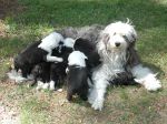 Filename : t feed these!.JPG
Filesize : 685KB
Dimensions : 2048x1536
Date added : May 04, 2005 t feed these!.JPG