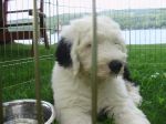 Apolo at the lake 008.jpg