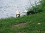 Apolo at the lake 016.jpg