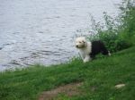 Apolo at the lake 017.jpg