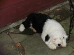 Apolo at the lake 019.jpg