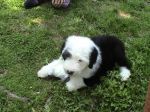 tessie 009.jpg
