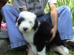 tessie 011.jpg