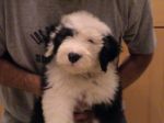 tessie 034.jpg