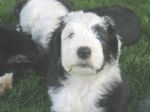 ZORRO420061.jpg