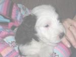 ZORRO48061.jpg
