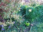 Assorted pics 002.jpg