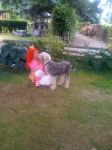 BCSPCA Paws for a Cause 006.jpg