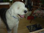 Being Greeted apon arrival 002.jpg