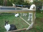 Bunnies 008.jpg