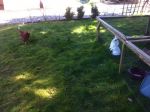 Bunnies and Chicks 006.JPG
