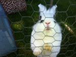 Bunnies and Chicks 010.JPG
