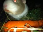Chico and Stevie 018.jpg