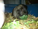 Chico and Stevie 025.jpg