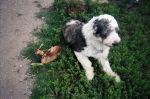 Dog Photos 002.jpg