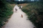 Dog Photos 003.jpg