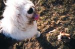 Dog Photos 021.jpg