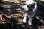 Dog Photos 025.jpg