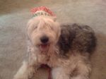 Gilligan and his bone 009.jpg