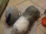 Gilligan and toy 011.JPG