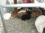 Great Bunny Rescue 008.jpg