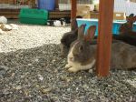 Great Bunny Rescue 024.jpg