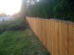 KIttens and fence 010.JPG