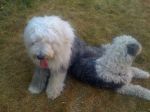 Lots of critters 142.jpg