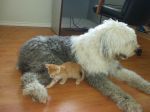 Merlin and the kitten 005.jpg