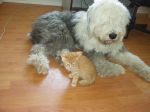 Merlin and the kitten 006.jpg
