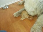 Merlin and the kitten 007.jpg