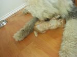 Merlin and the kitten 008.jpg