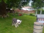 Merlin,Panda, Snoop, Gilligan 089.jpg